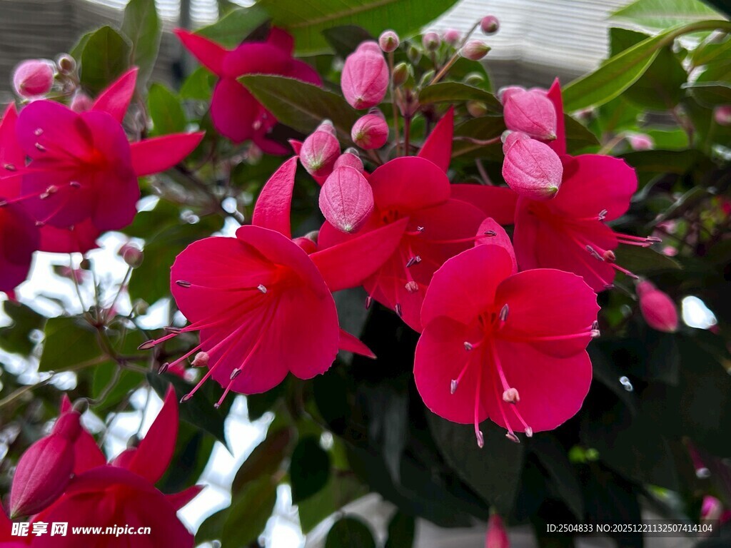 娇艳欲滴的玫红色花卉