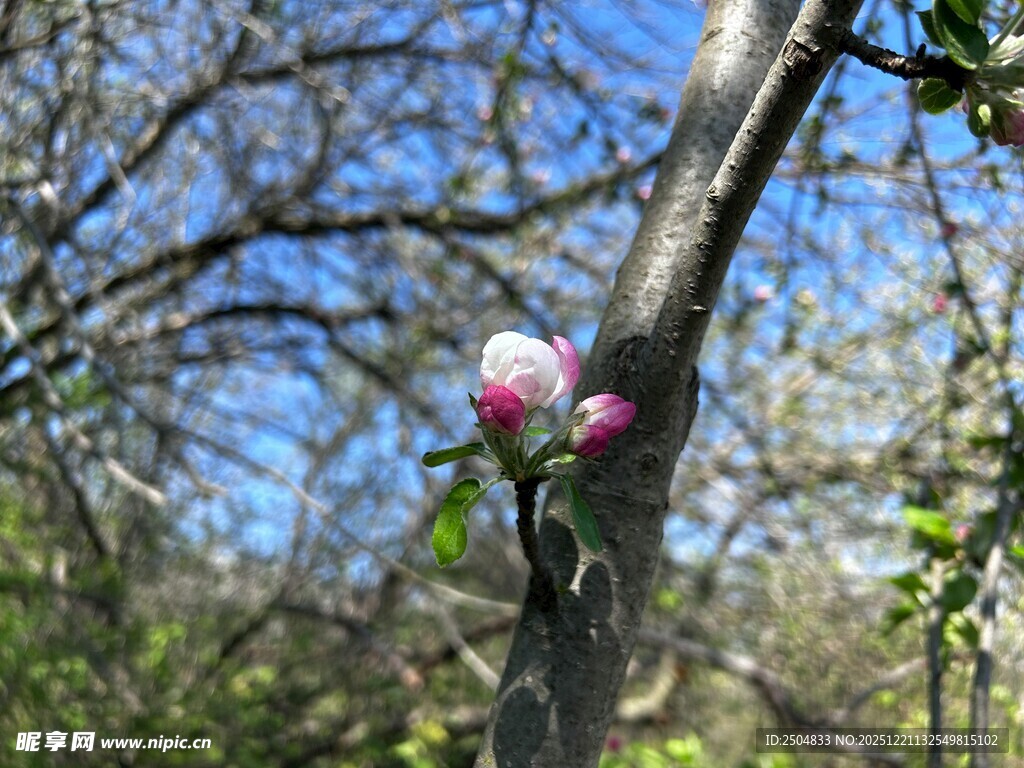 枝头绽放的粉嫩花朵