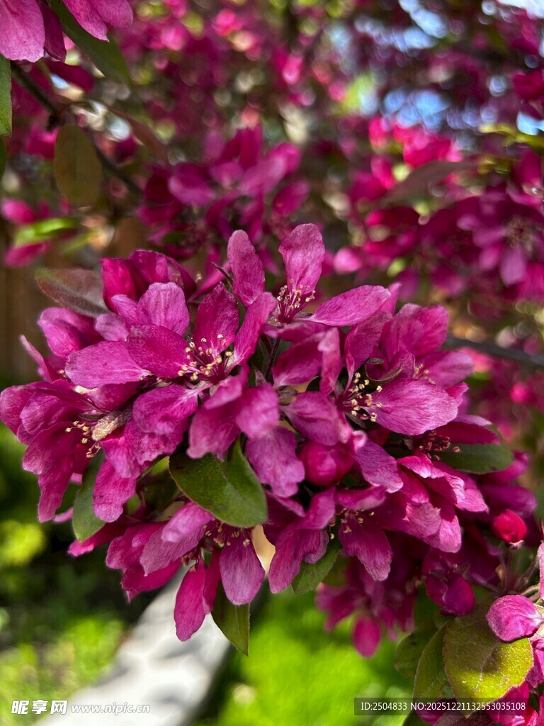 娇艳紫花绽放枝头
