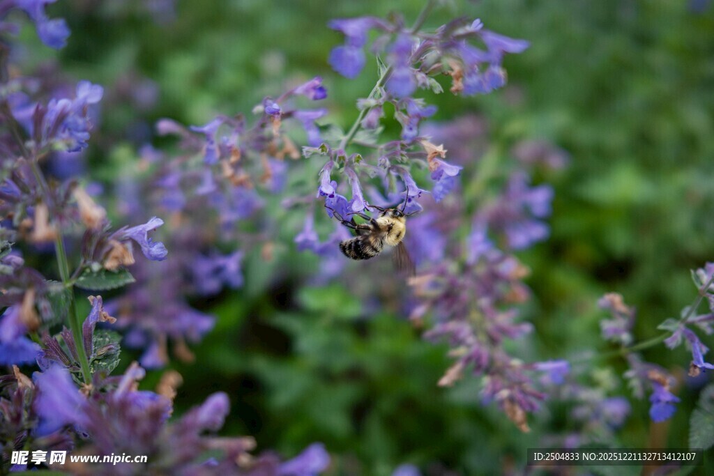 紫花丛中忙碌的蜜蜂
