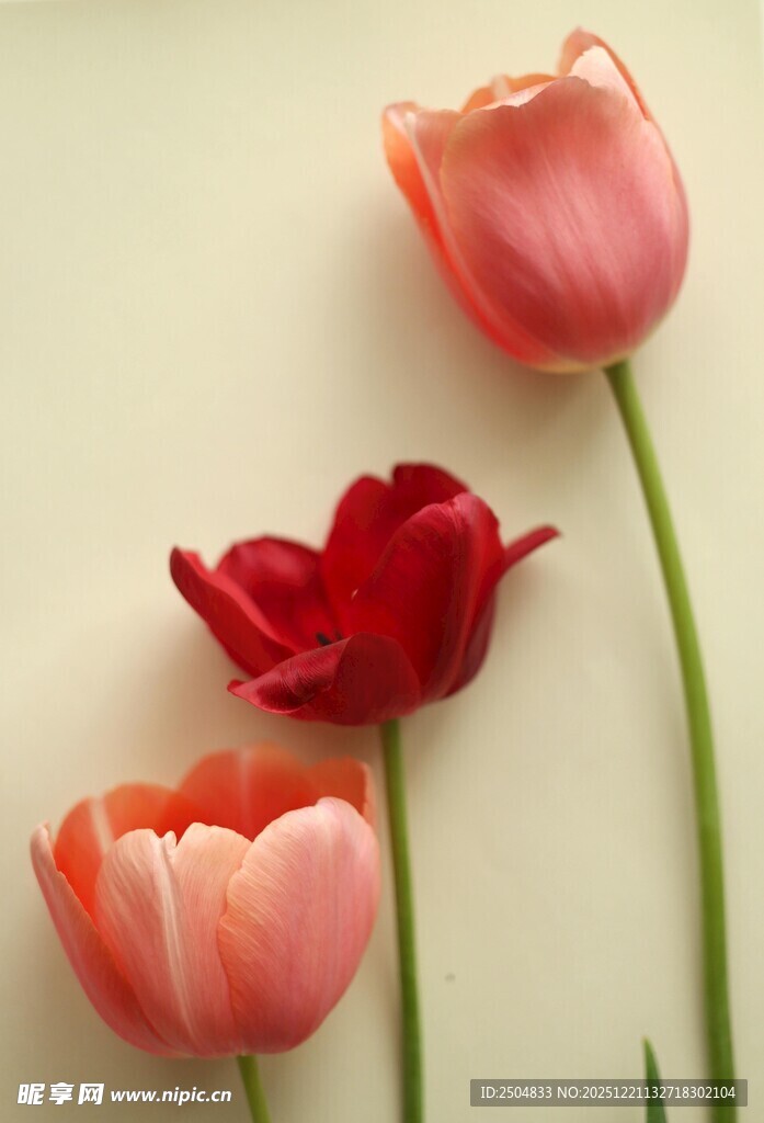 四朵娇艳郁金香绽放