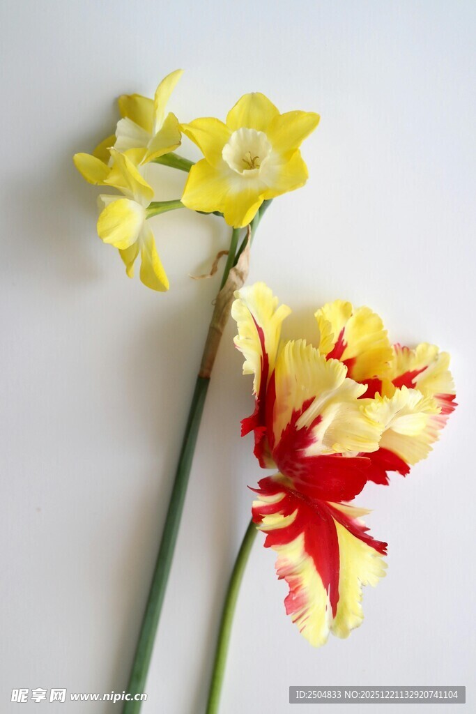 双色艳丽花卉特写