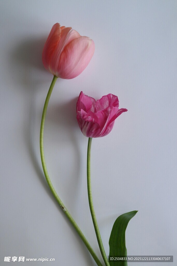 两朵娇艳郁金香