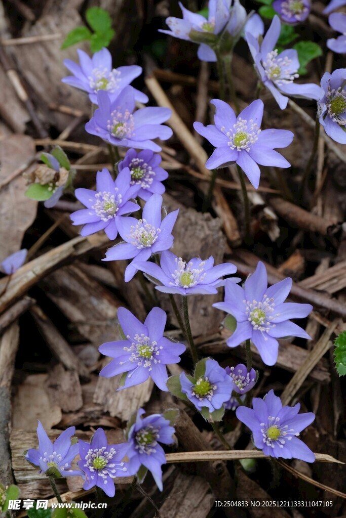 紫色小花绽放于枯叶间