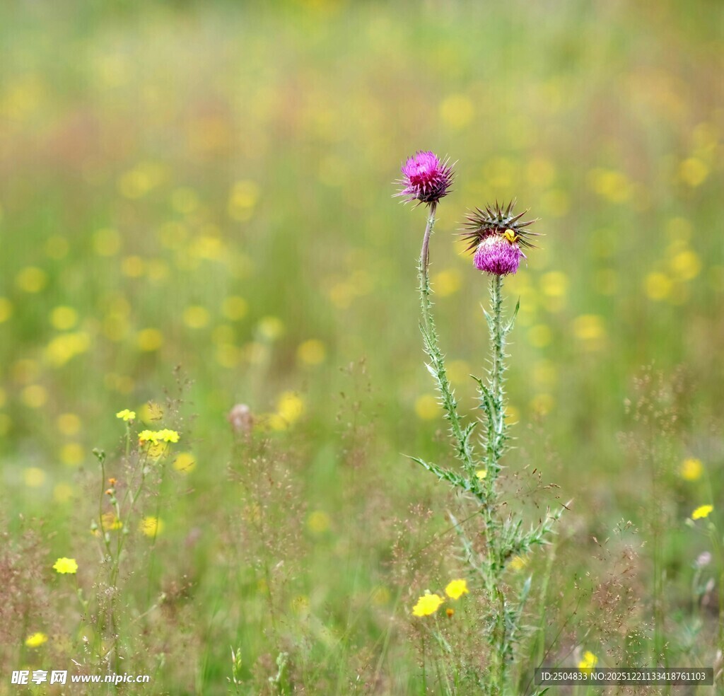 田野中的两朵紫色小花