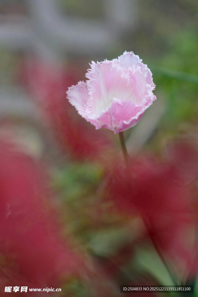 粉色单朵小花绽放