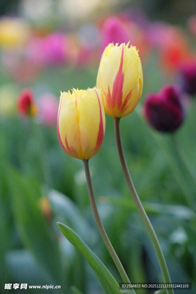 娇艳郁金香绽放于花丛