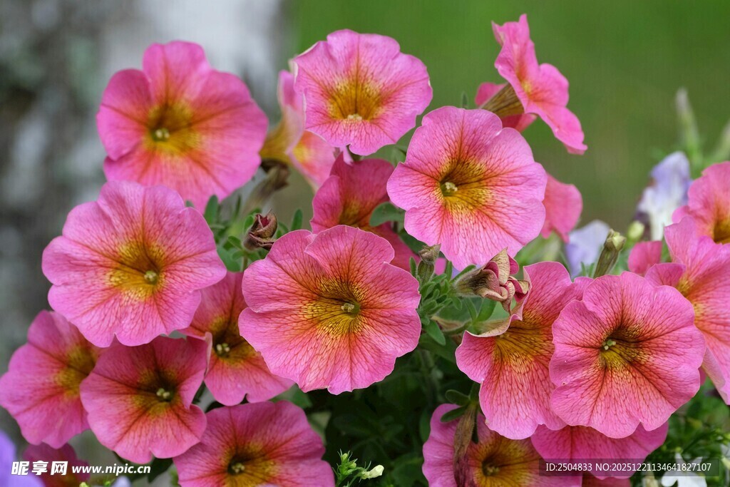 粉色矮牵牛绽放