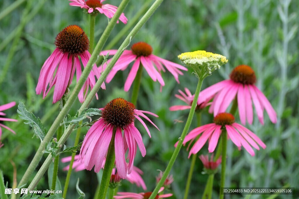 美丽紫锥菊绽放于绿野
