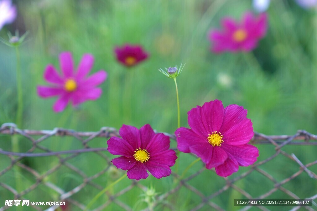 栅栏边绽放的艳丽格桑花