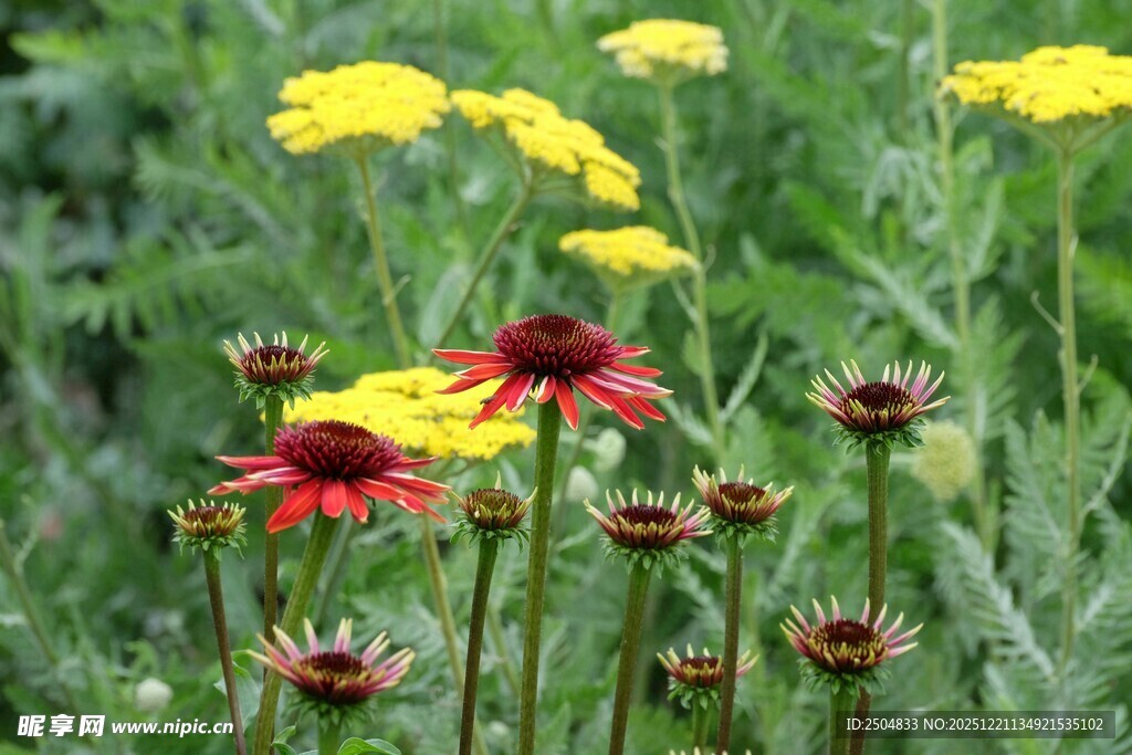 多彩花卉绽放于绿意间