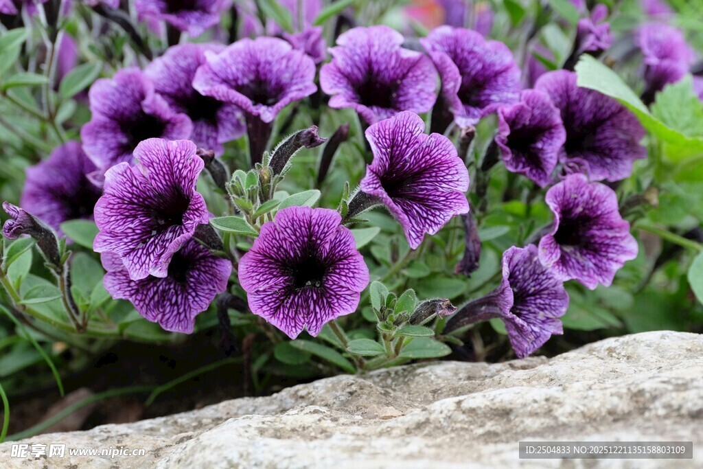 紫色矮牵牛绽放于石旁