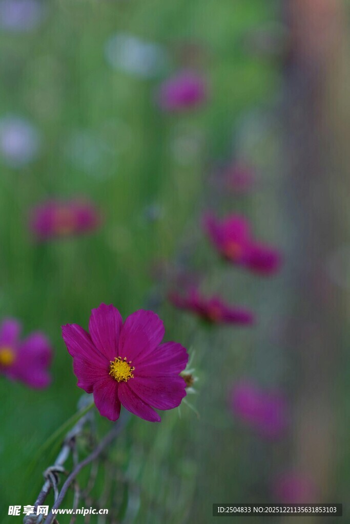 娇艳波斯菊绽放于绿野