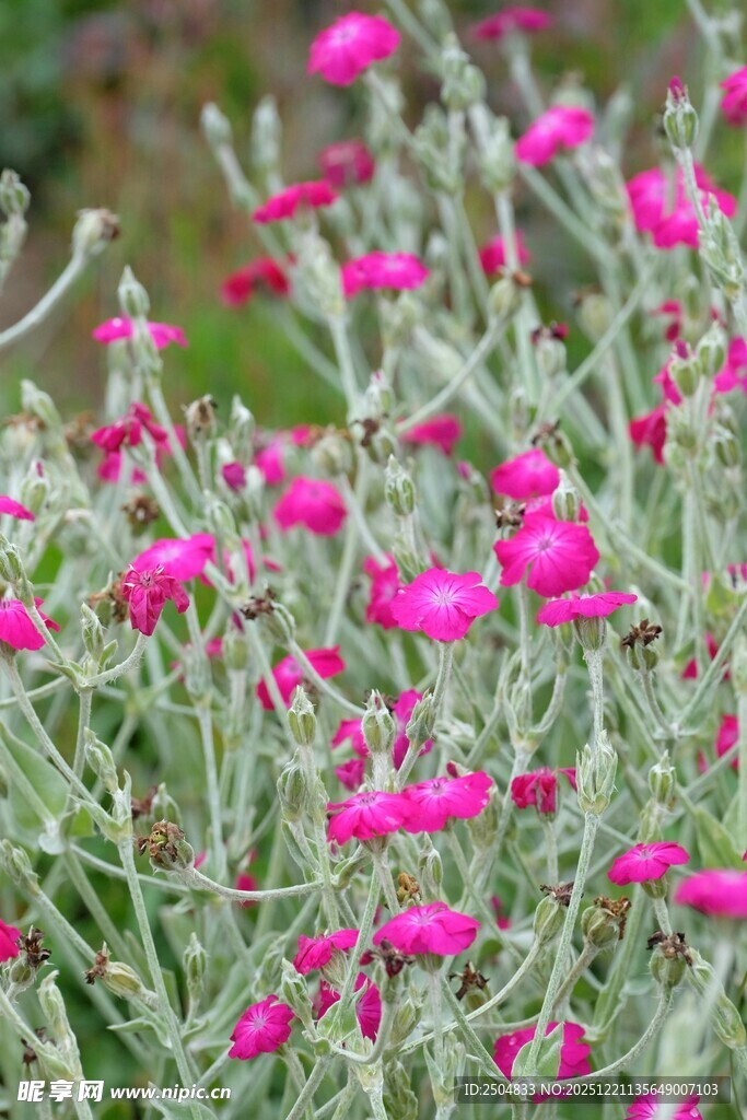 粉色花朵绽放的植物