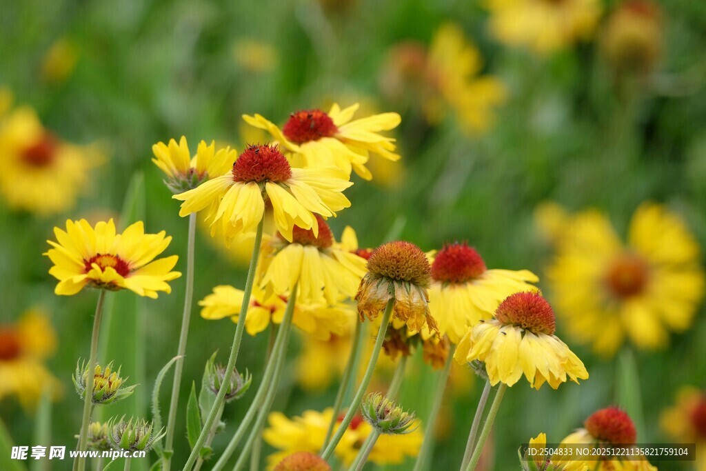 金黄雏菊绽放于绿野