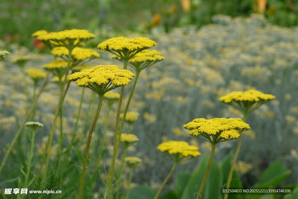 黄色小花绽放于草丛中