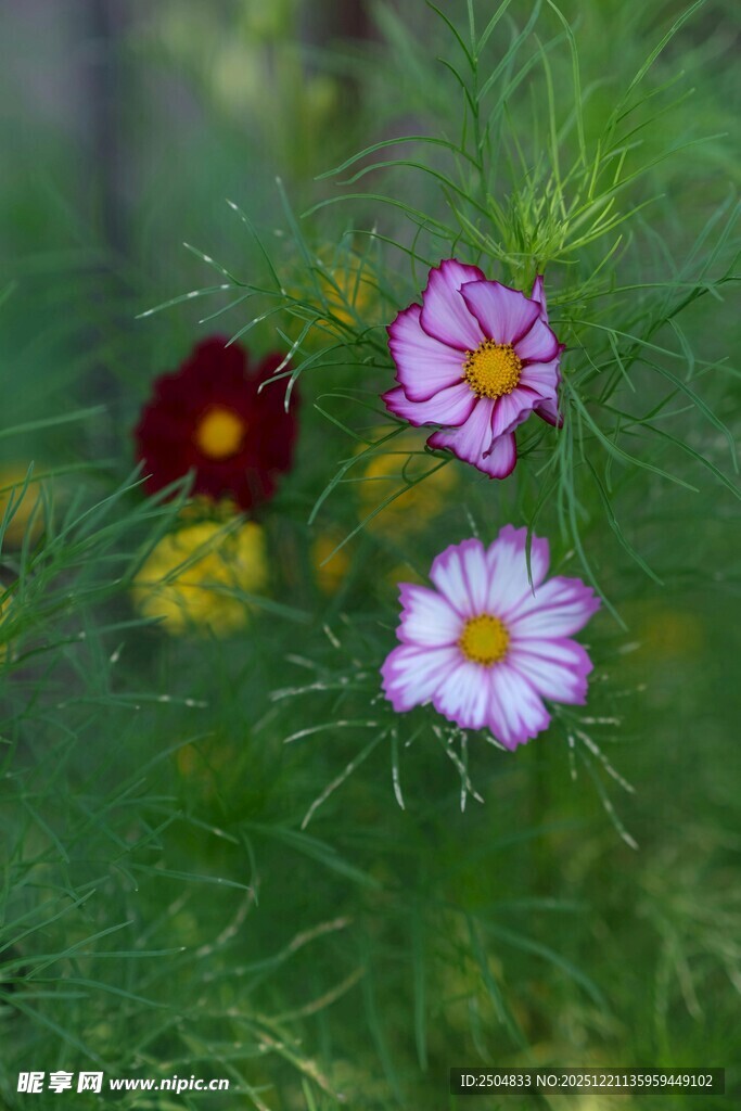 多彩波斯菊绽放于草丛