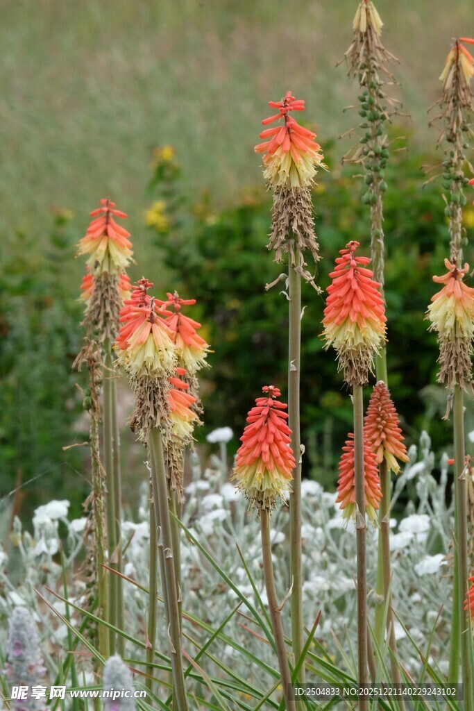 火炬花绽放的美丽景致