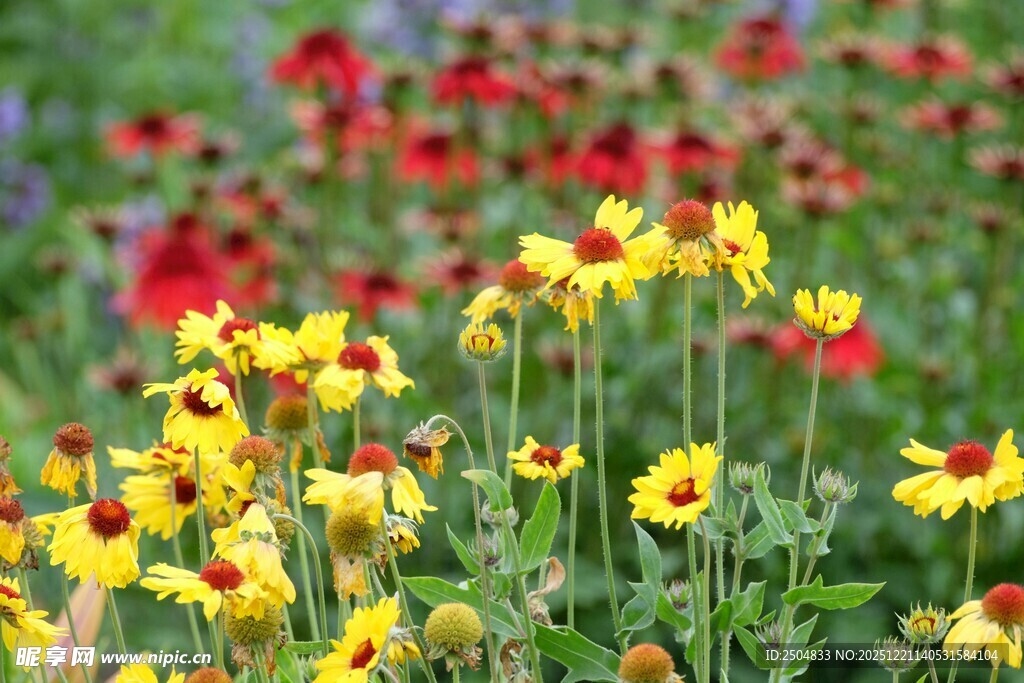 多彩花卉绽放美丽花田