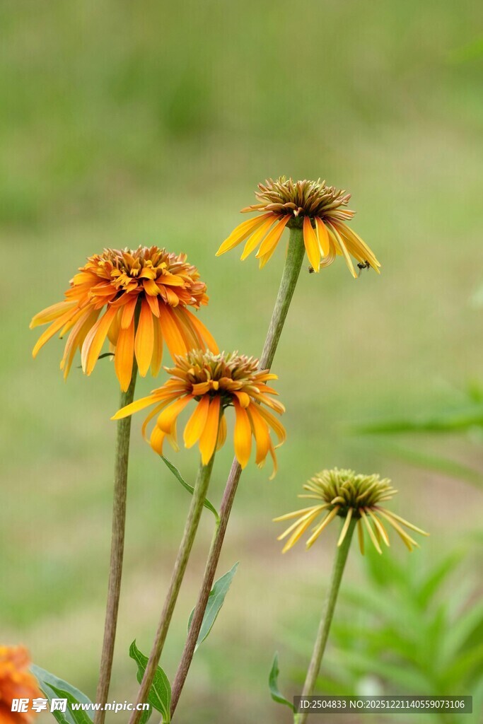 橙黄色黑心菊绽放画面