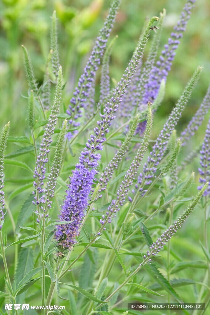 紫色穗状花草特写
