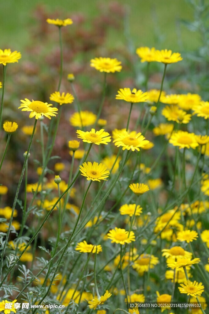 金黄小花绽放于绿野