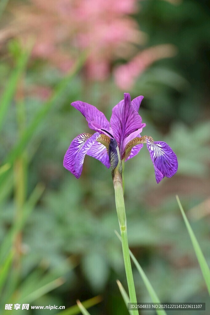紫色鸢尾花特写
