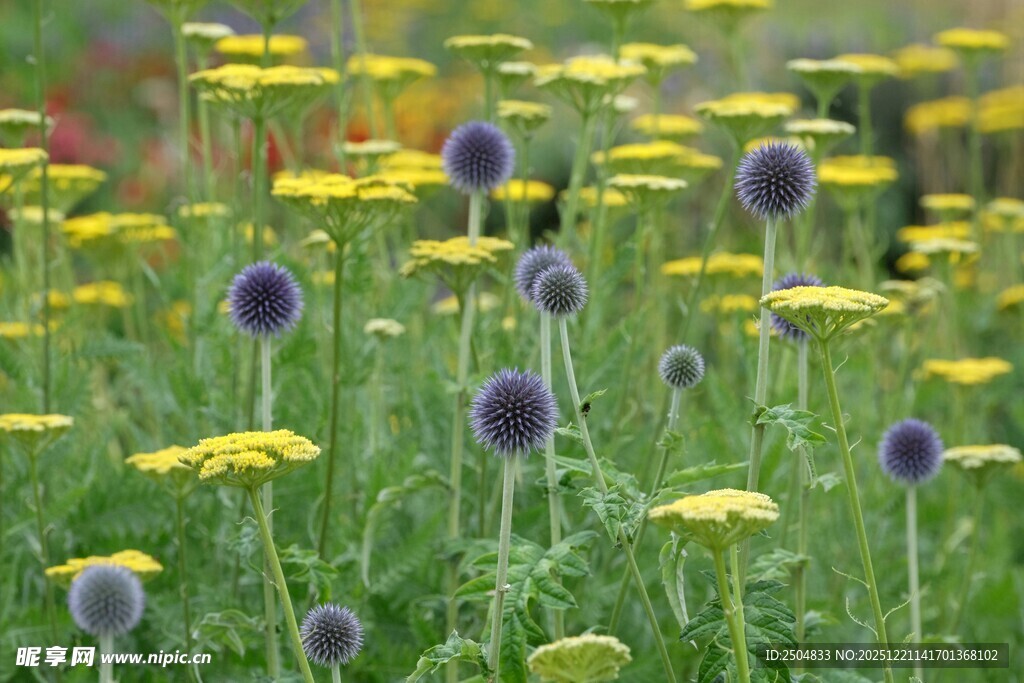 花海中的黄紫相间花卉