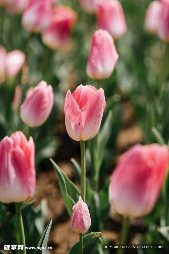 粉色郁金香花田美景