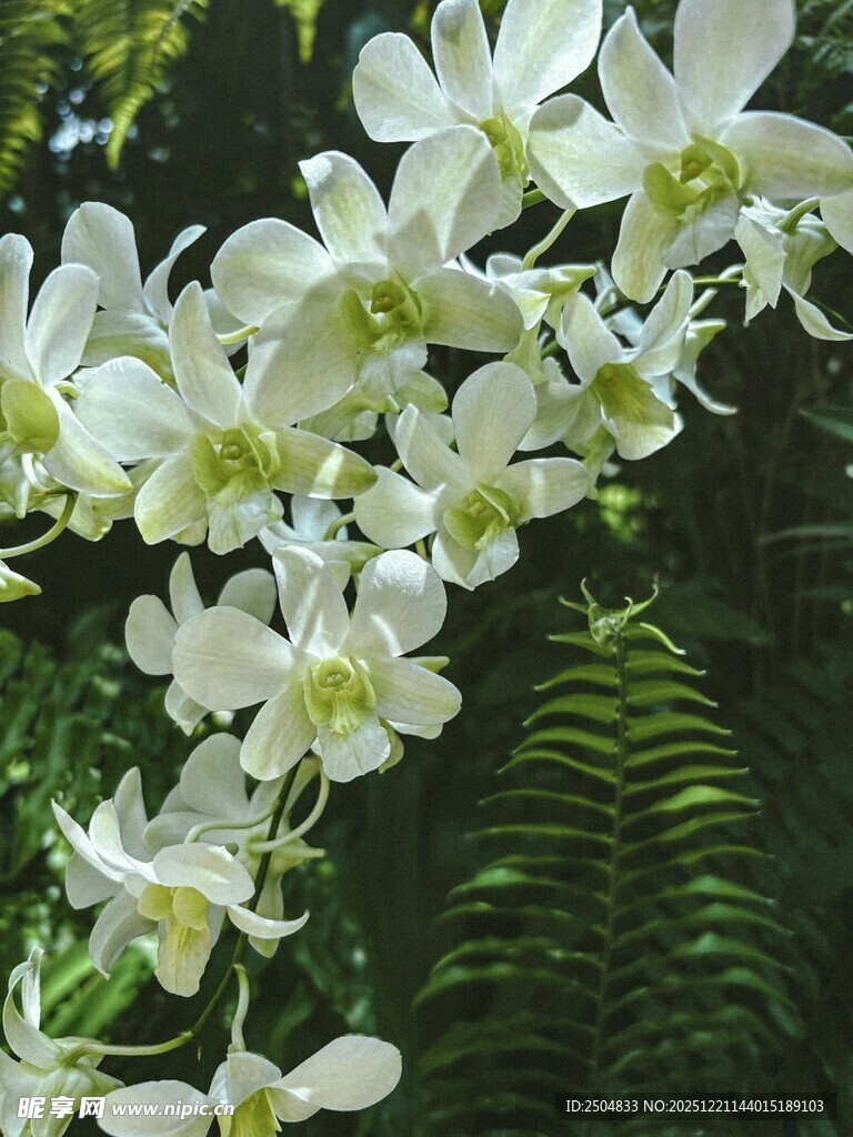 白色兰花与蕨类植物共生
