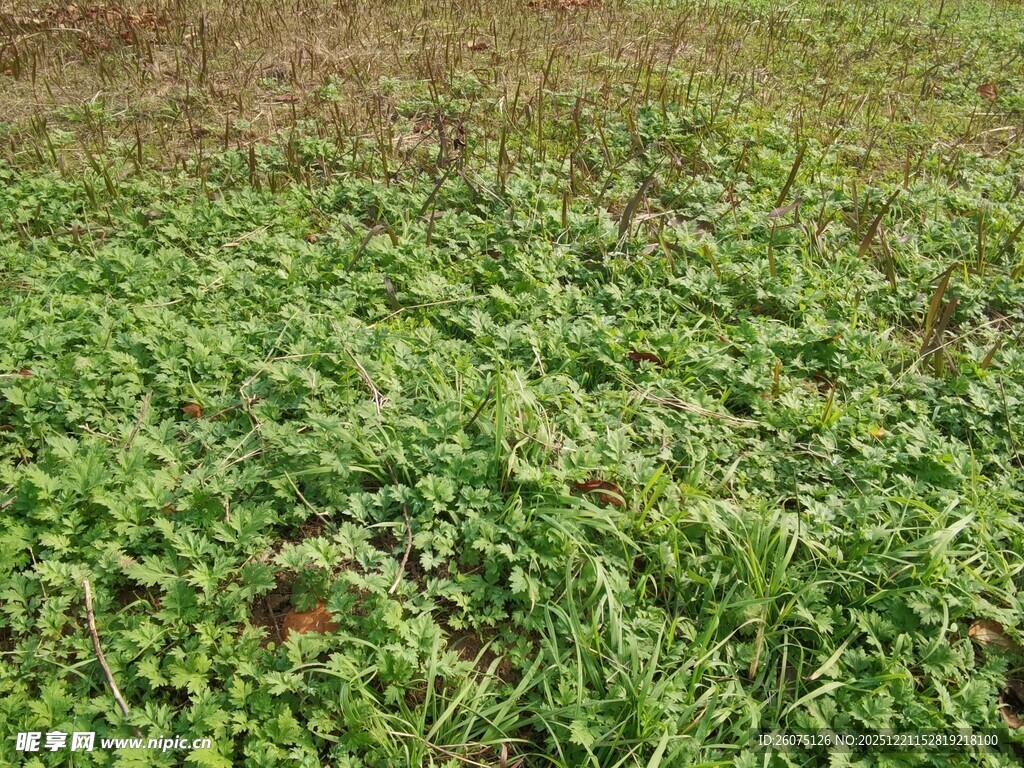 翠绿茂盛的地面植物景观