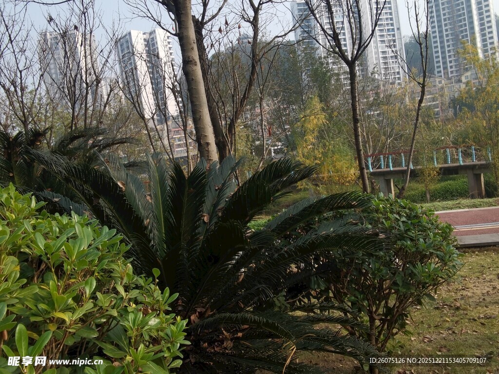 城市公园中的绿植景观