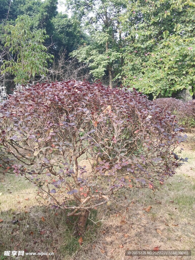 户外紫叶灌木景观