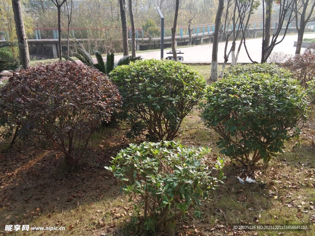 户外绿植景观