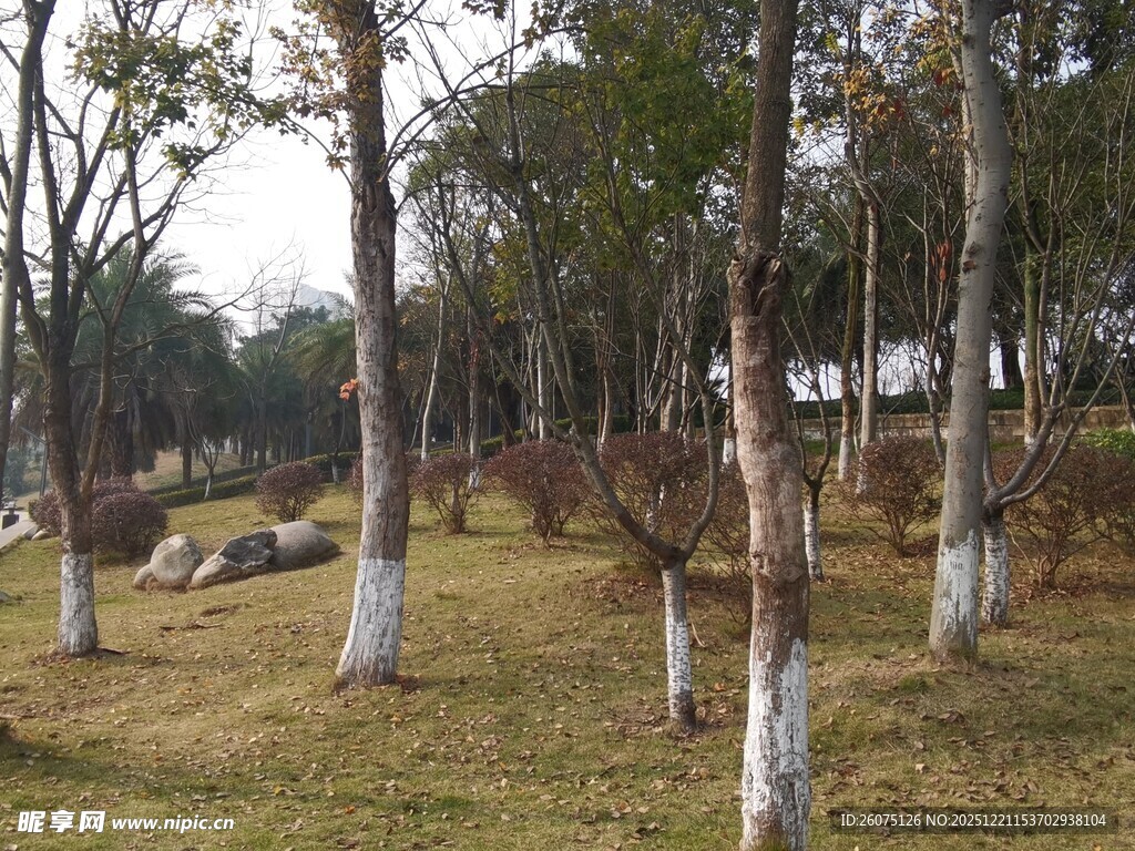 林间草地静谧自然景象