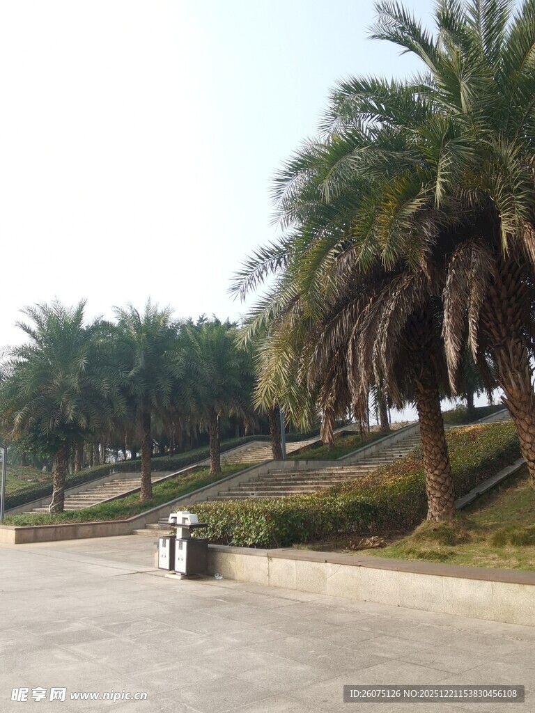 公园中的棕榈树景观