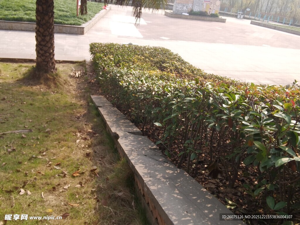 路边整齐的绿植灌木丛