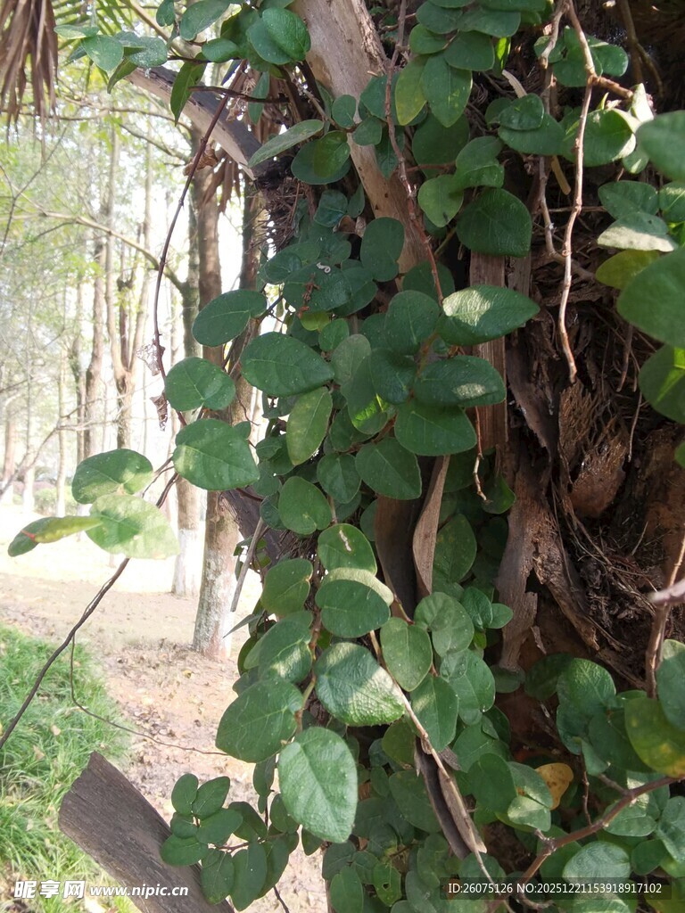 缠绕树干的翠绿藤蔓