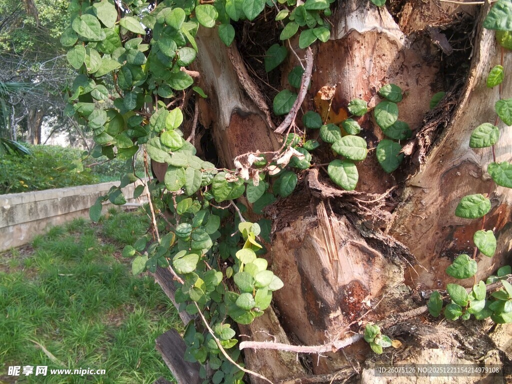 树干上栖息的一群蝙蝠
