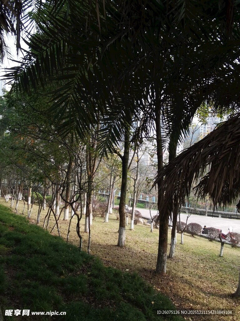 林间草地的静谧景象