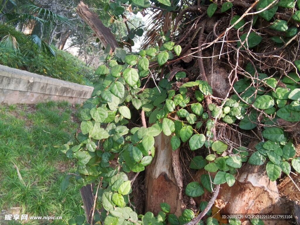 缠绕绿植依附于树干