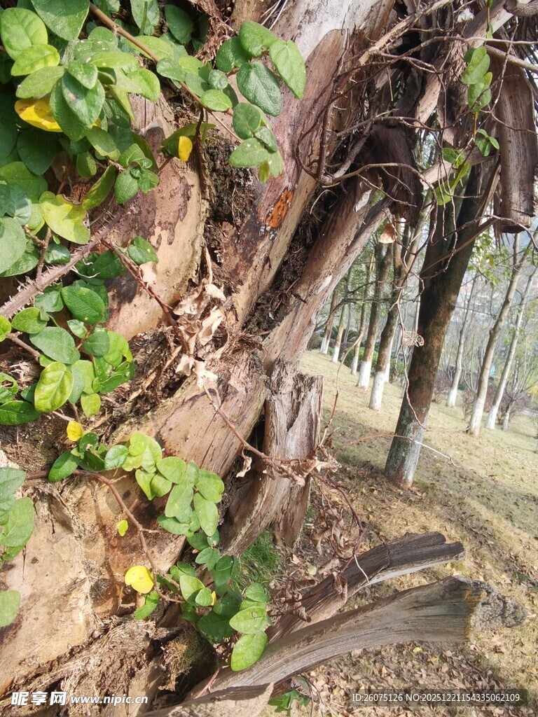 老树盘根绿植相伴