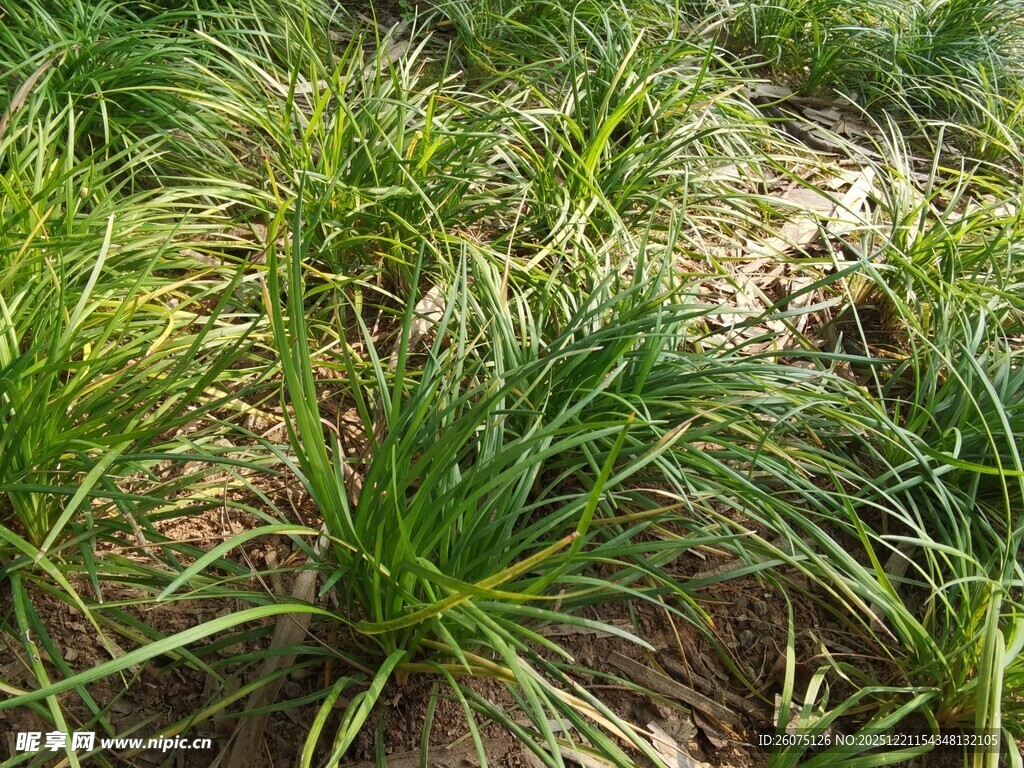 嫩绿草丛生机盎然