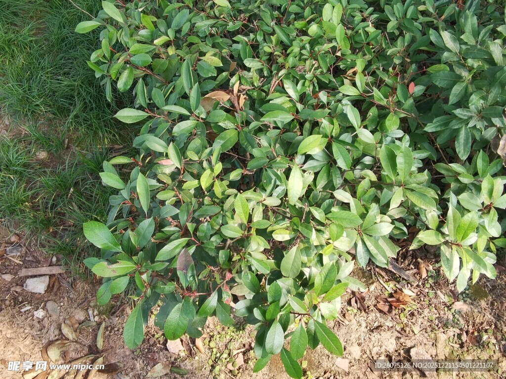 绿叶繁茂的灌木丛