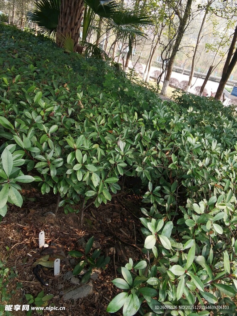 绿叶繁茂的地面植物景观