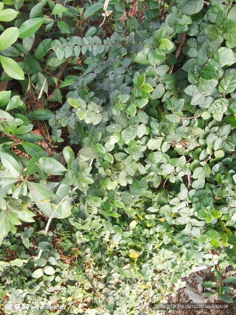 繁茂绿植自然绿意景象