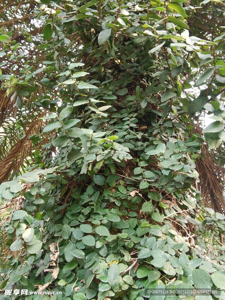 繁茂绿植藤蔓缠绕景象