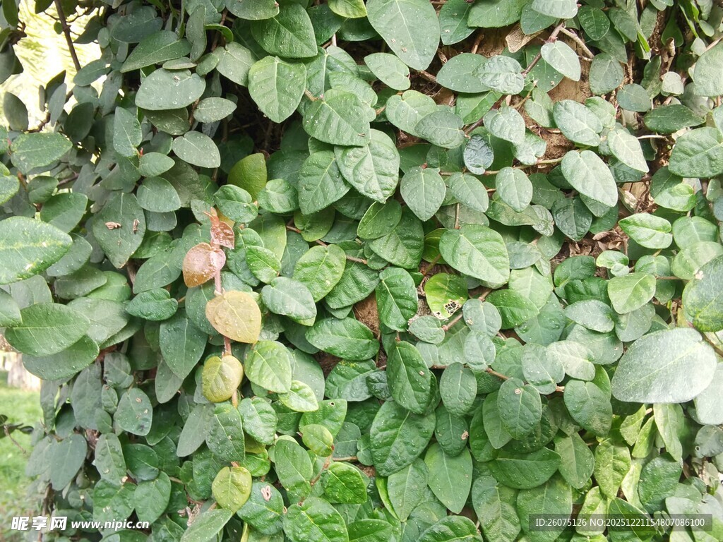 绿叶丛中的果实