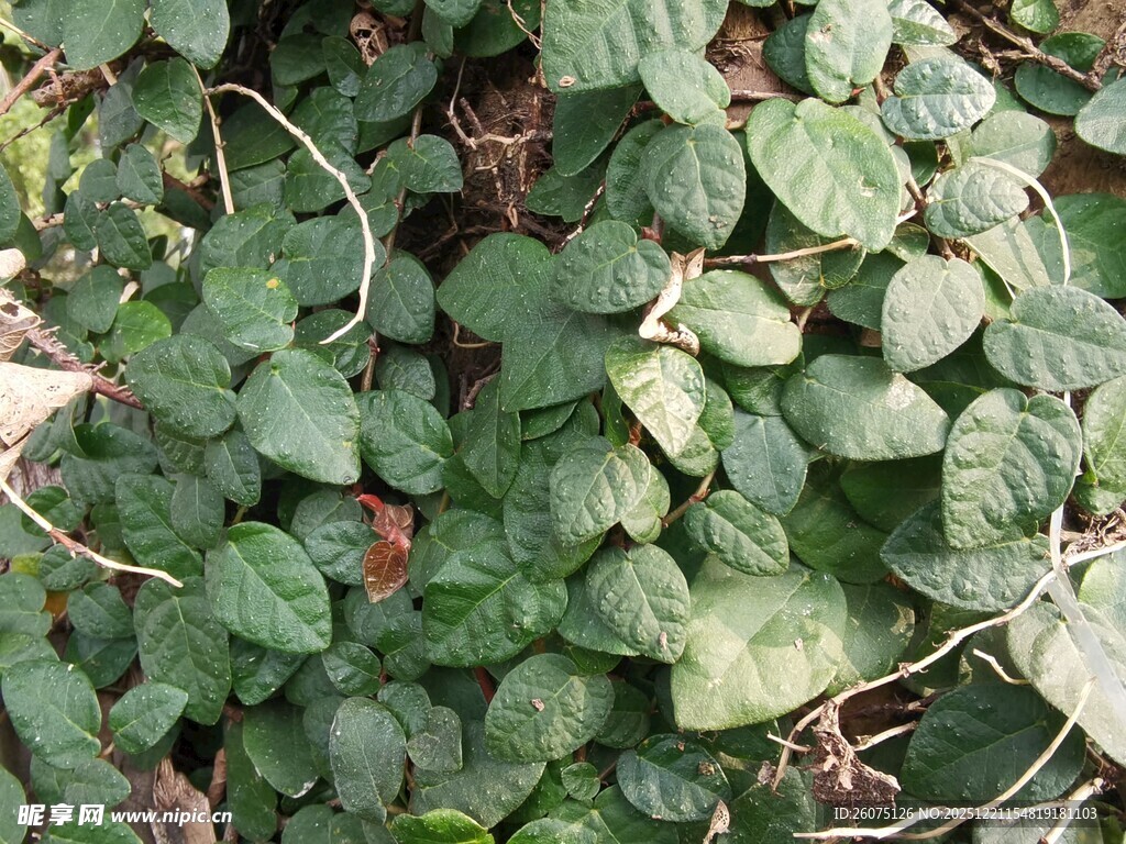 绿叶藤蔓植物特写