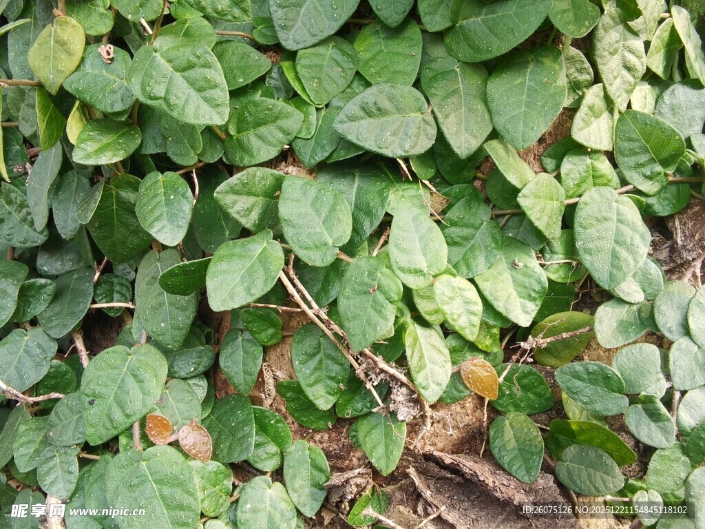 绿叶繁茂的植物景象